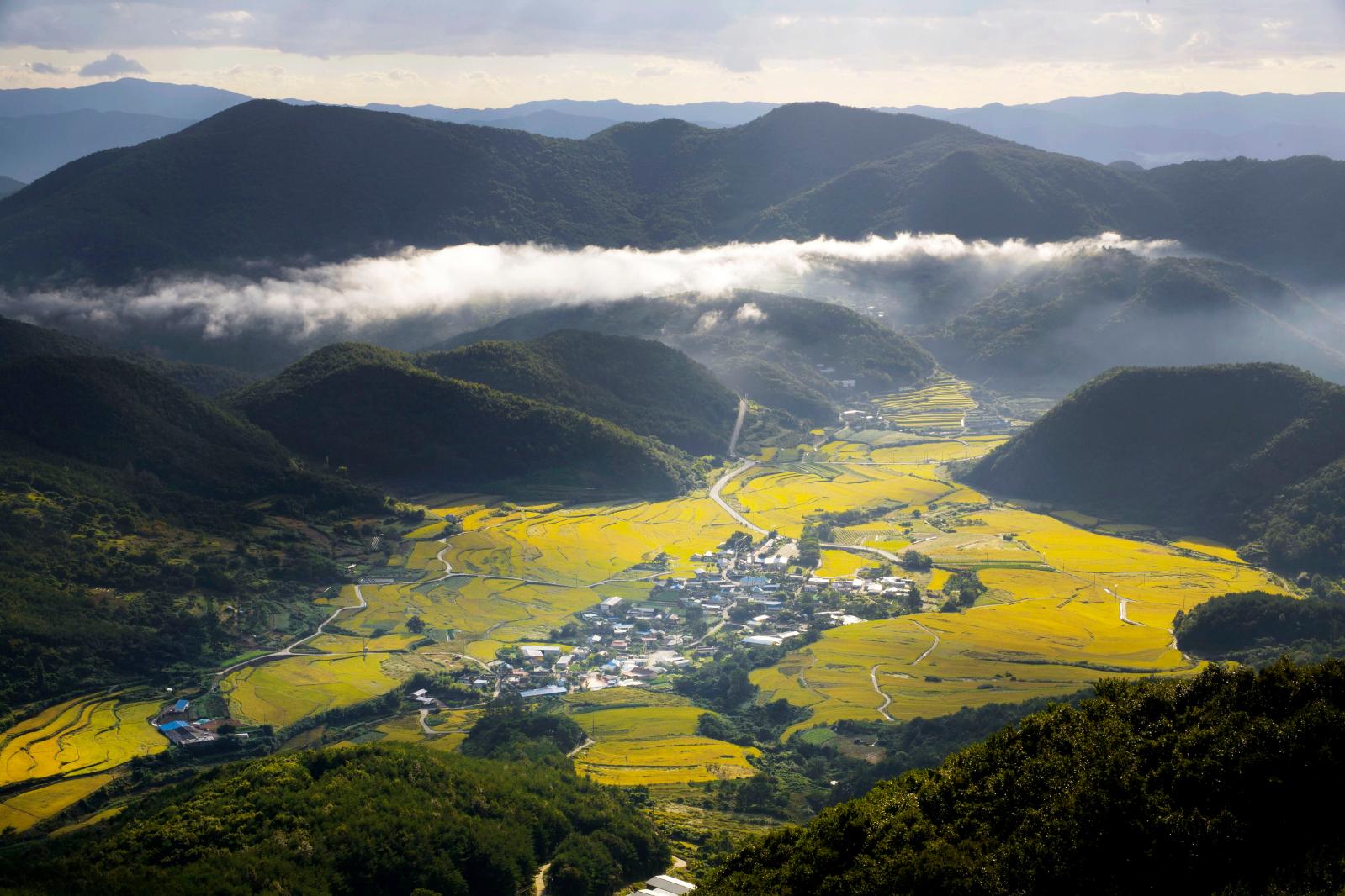 황금 들녁_김옥희(입선)